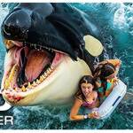 killer whale 0