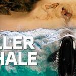 killer whale 8