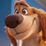 charlie the wonderdog 2026 6 scaled