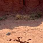 Coyote vs. Acme (2026) 0