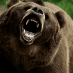 Grizzly Night