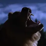Grizzly Night