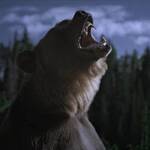 Grizzly Night