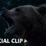 Grizzly Night