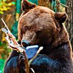 Papa Bear (2026) 4